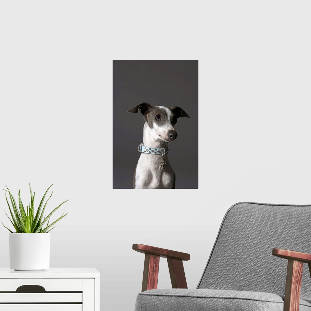A modern room featuring Dog looking away