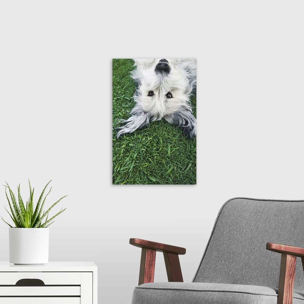 A modern room featuring Dog lying on grass