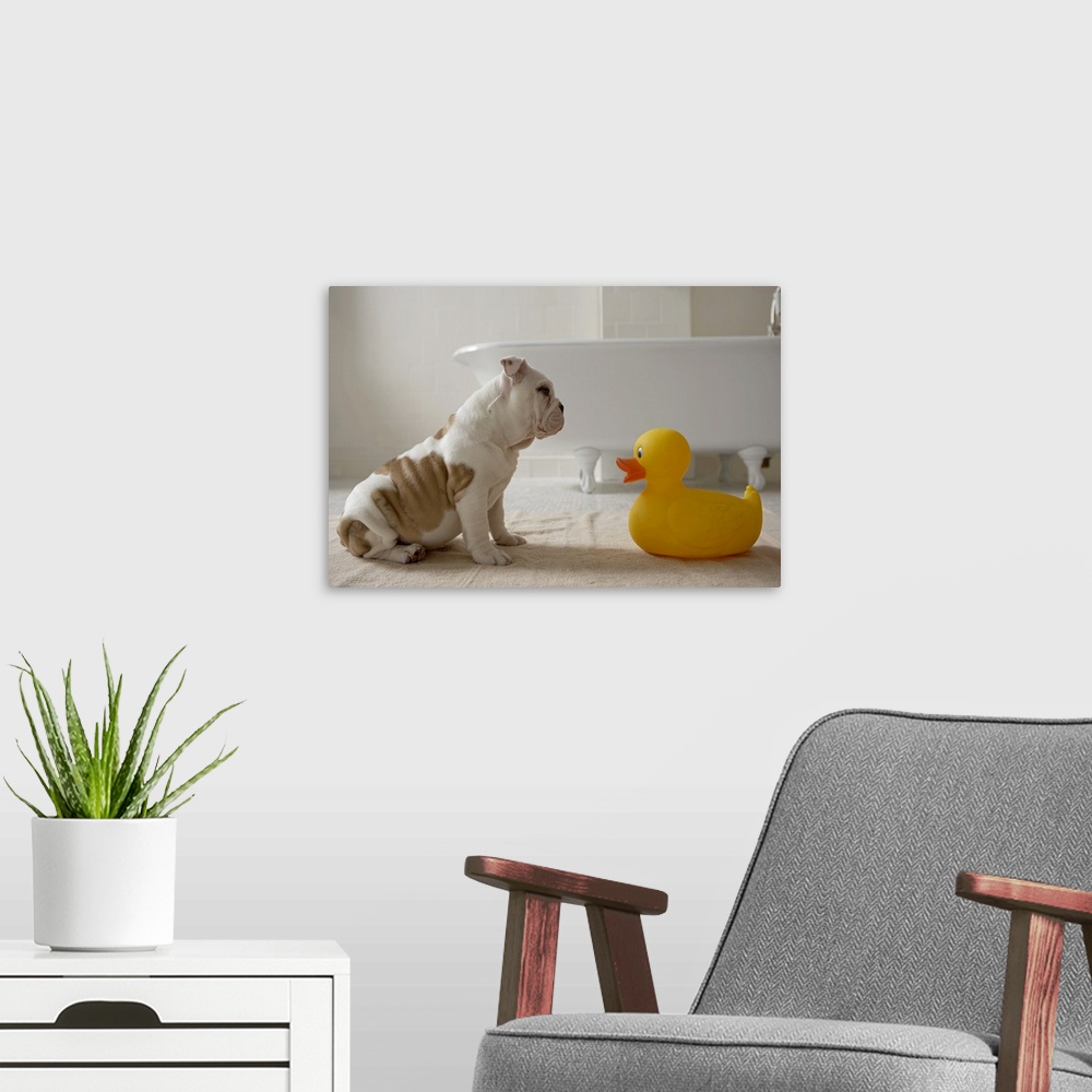 A modern room featuring Dog on mat looking at plastic duck