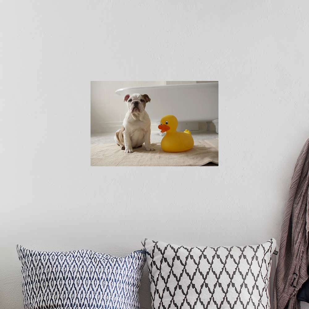 A bohemian room featuring Dog on mat with plastic duck