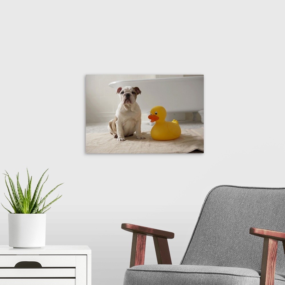 A modern room featuring Dog on mat with plastic duck