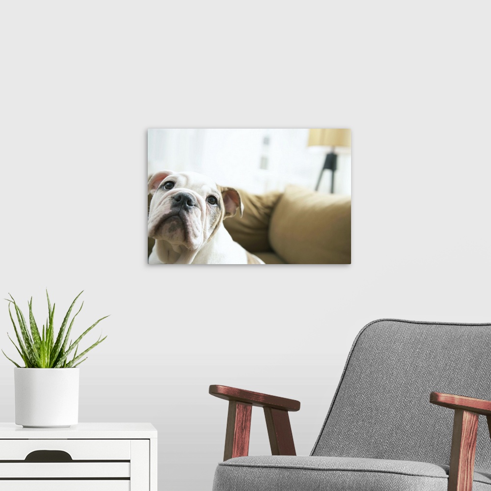 A modern room featuring Dog on sofa