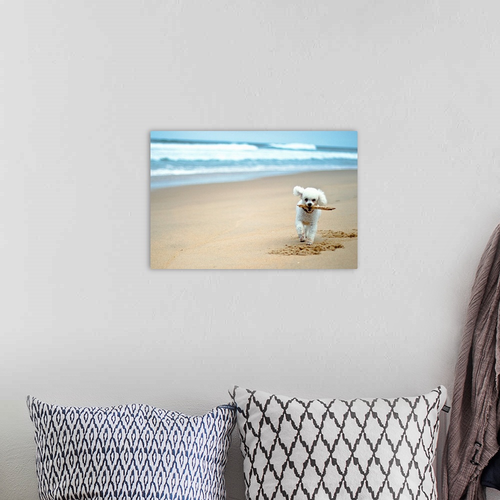 A bohemian room featuring Dog playing on beach
