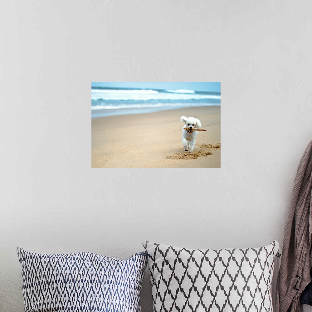 A bohemian room featuring Dog playing on beach