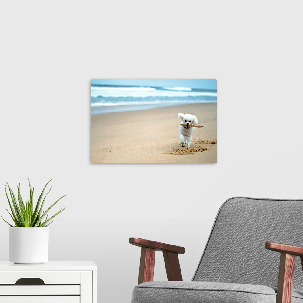 A modern room featuring Dog playing on beach