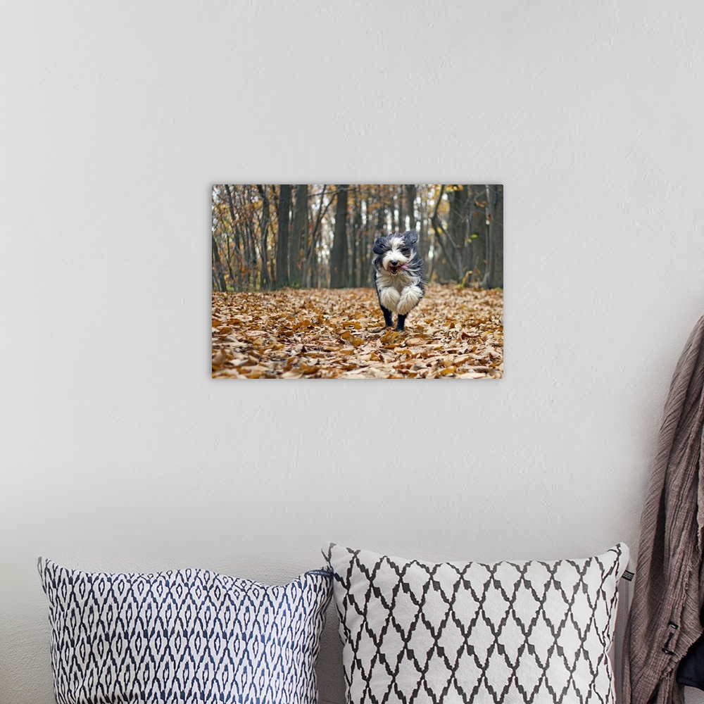 A bohemian room featuring Dog running in forest with autumn leaves fallen.