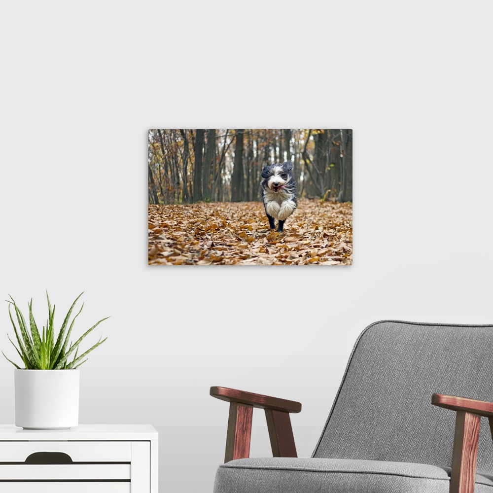 A modern room featuring Dog running in forest with autumn leaves fallen.