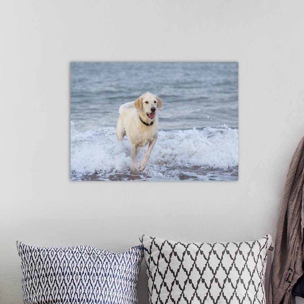 A bohemian room featuring Dog running in water at beach.