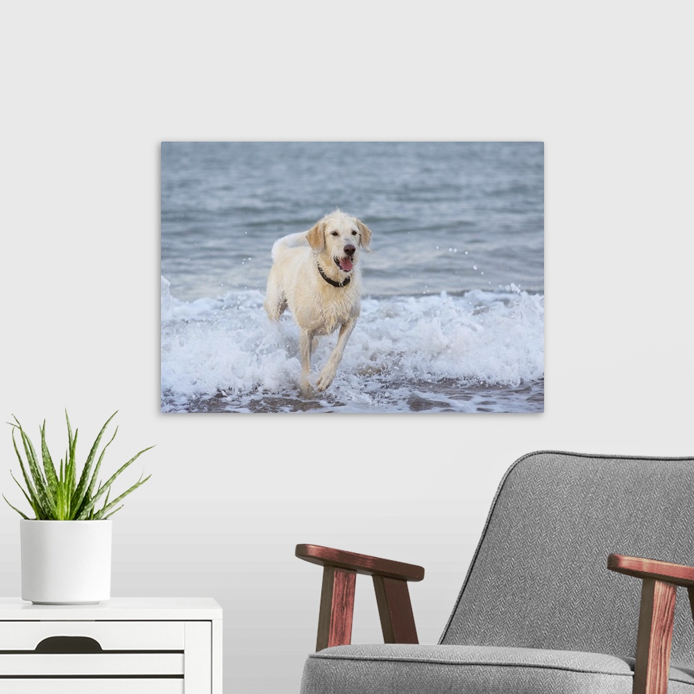 A modern room featuring Dog running in water at beach.