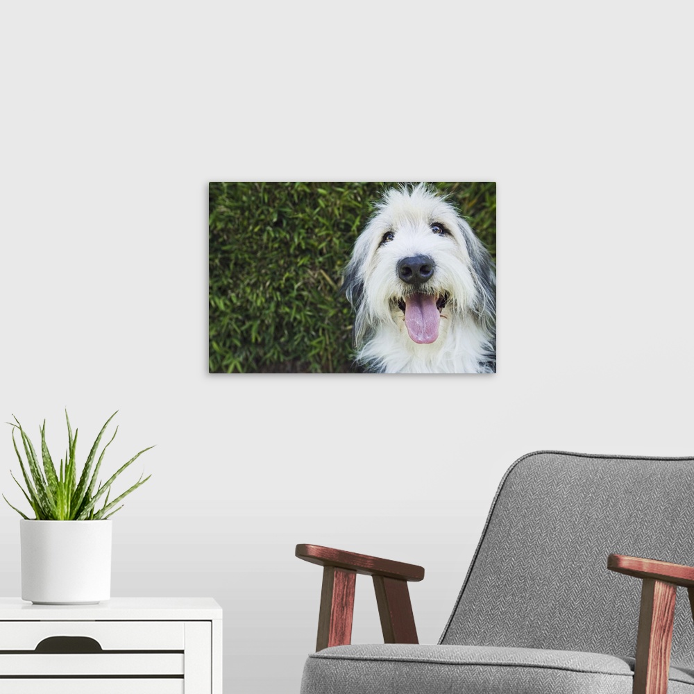 A modern room featuring Dog sticking out tongue