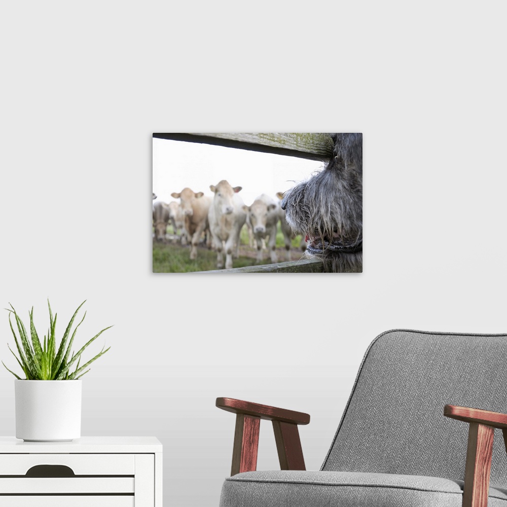 A modern room featuring Dog watching cows through fence