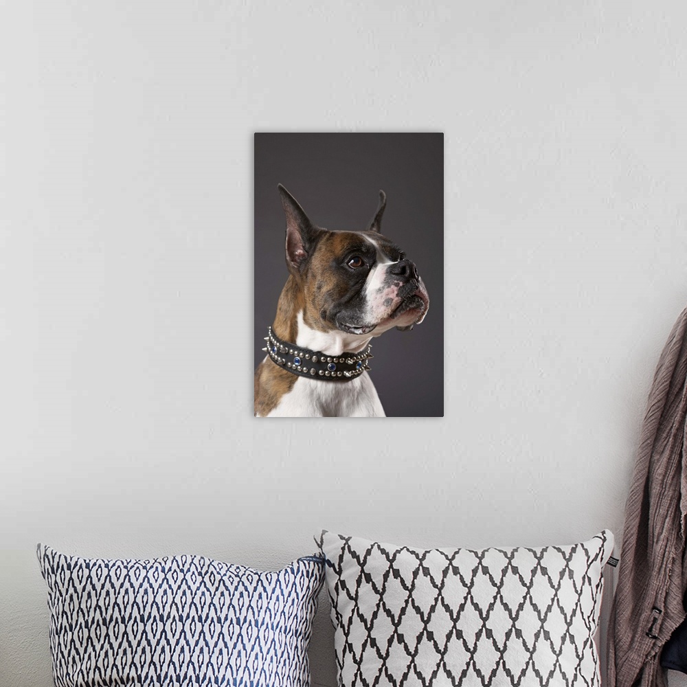 A bohemian room featuring Dog wearing collar, looking away