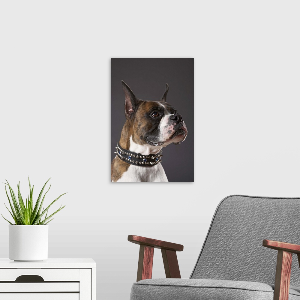 A modern room featuring Dog wearing collar, looking away
