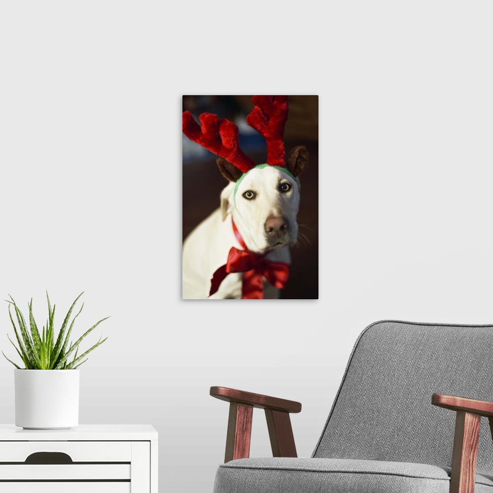 A modern room featuring Dog wearing reindeer antlers