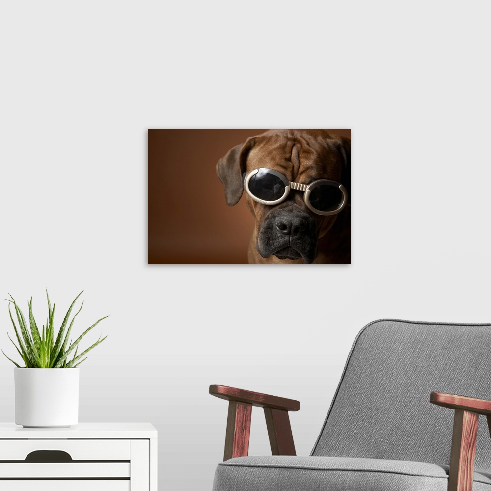 A modern room featuring Dog wearing sunglasses