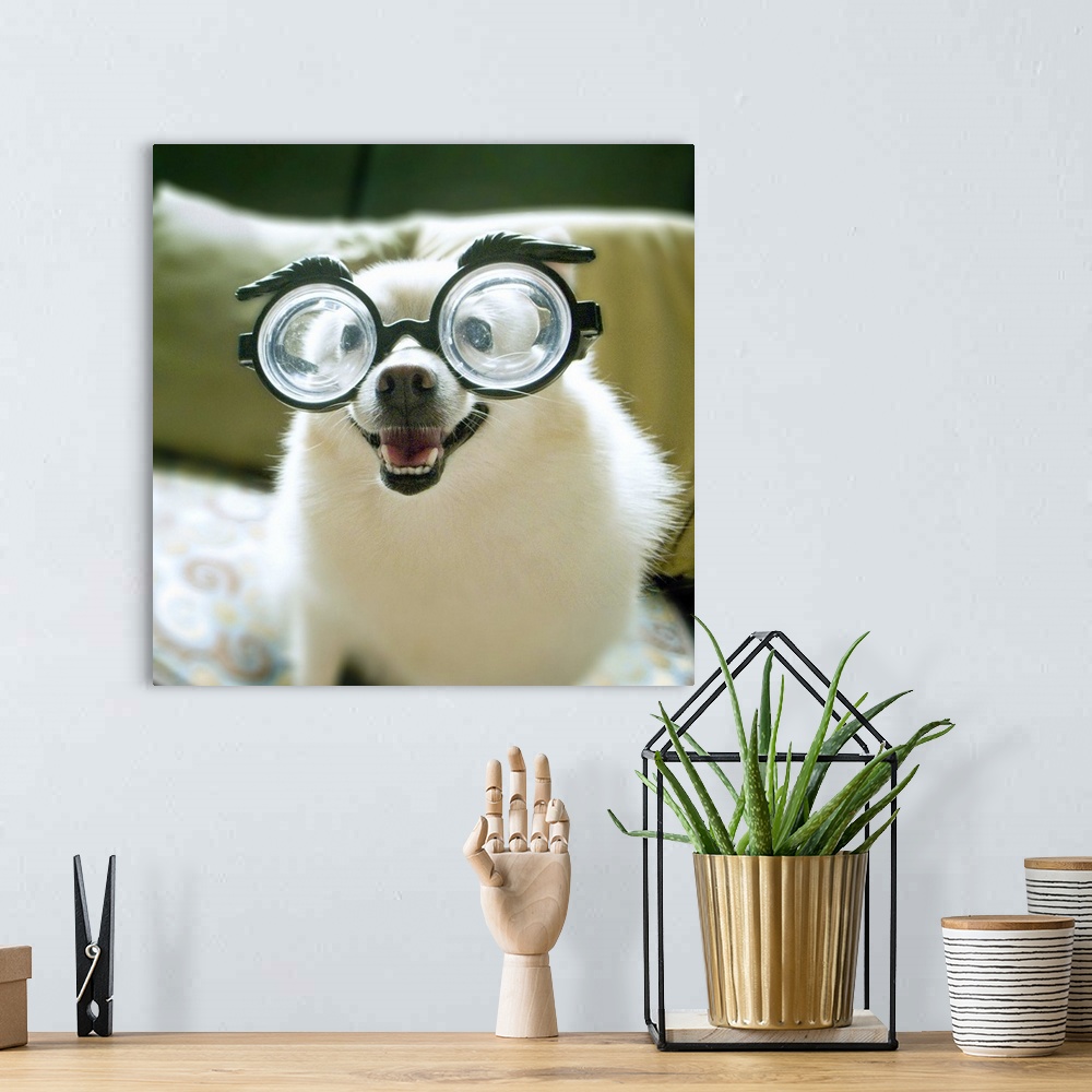 A bohemian room featuring Dog with big glasses.