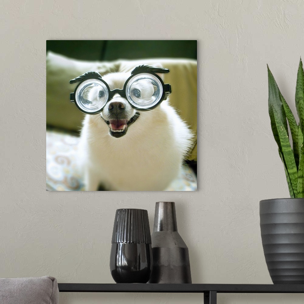 A modern room featuring Dog with big glasses.