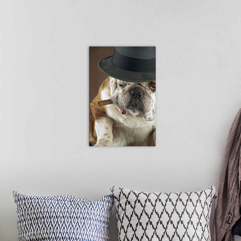 A bohemian room featuring Dog with cigar and hat