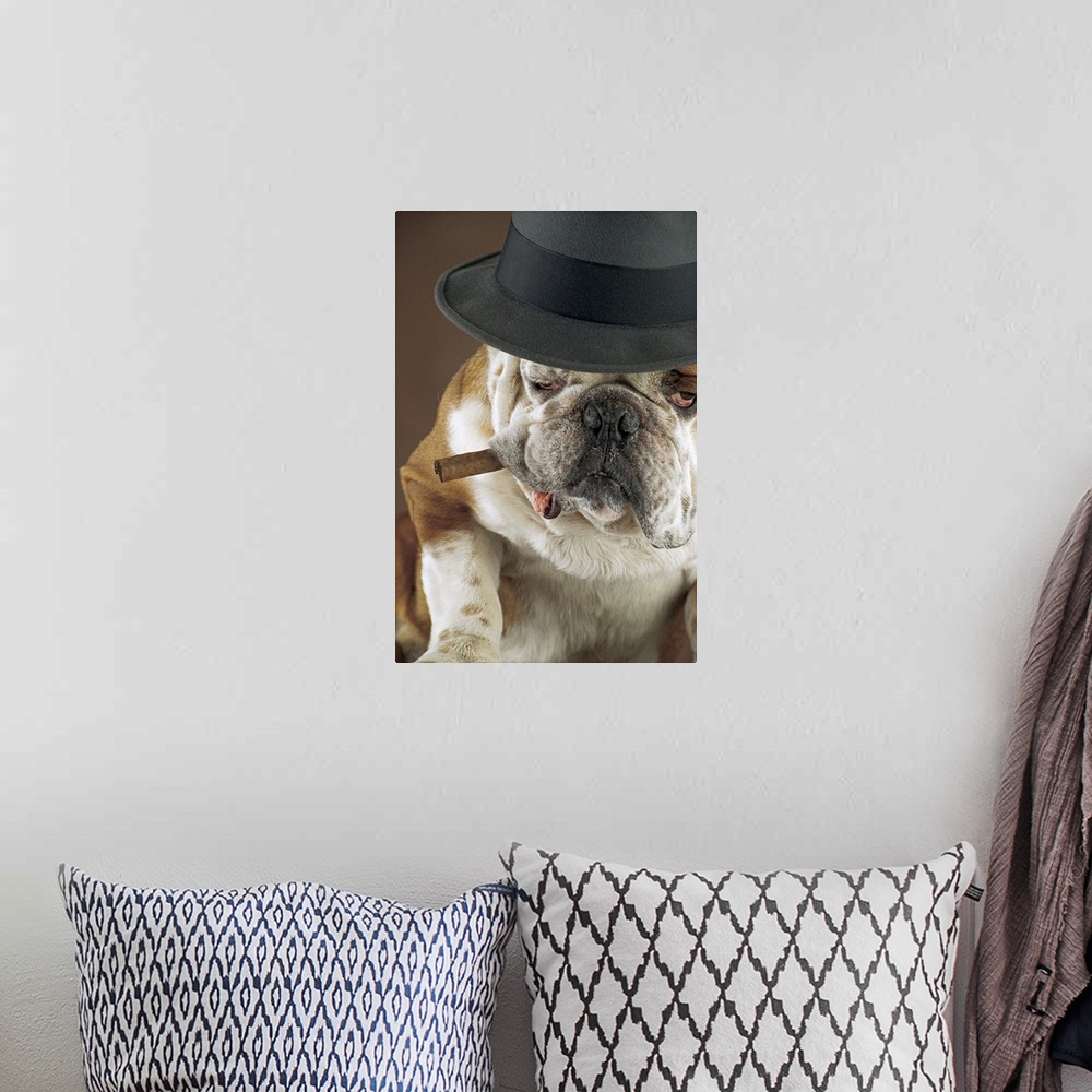 A bohemian room featuring Dog with cigar and hat
