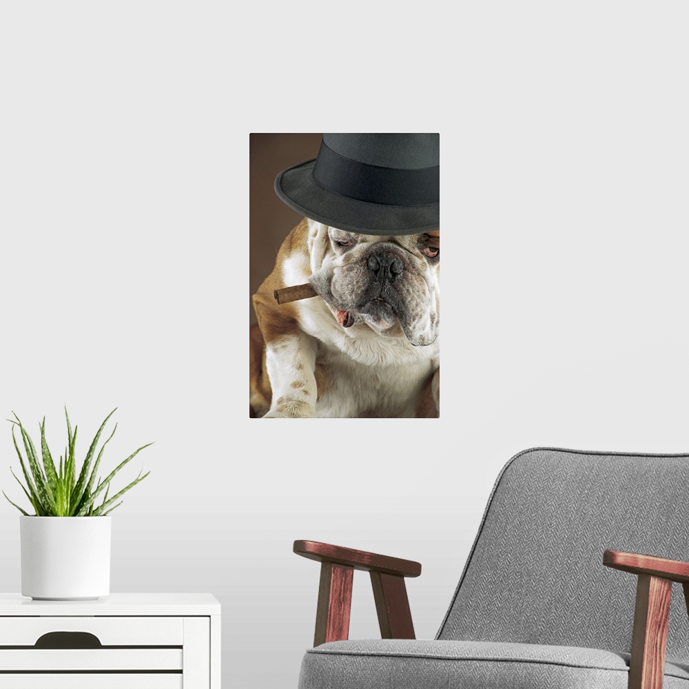 A modern room featuring Dog with cigar and hat