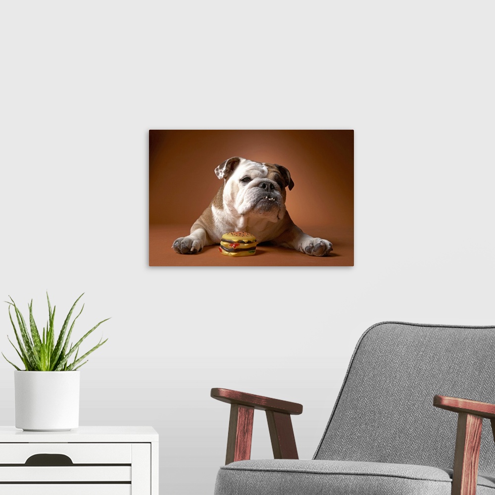 A modern room featuring Dog with hamburger