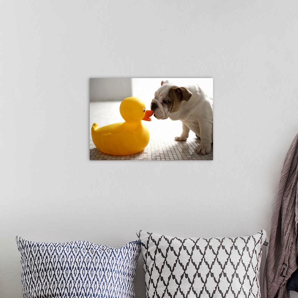 A bohemian room featuring Dog with plastic duck
