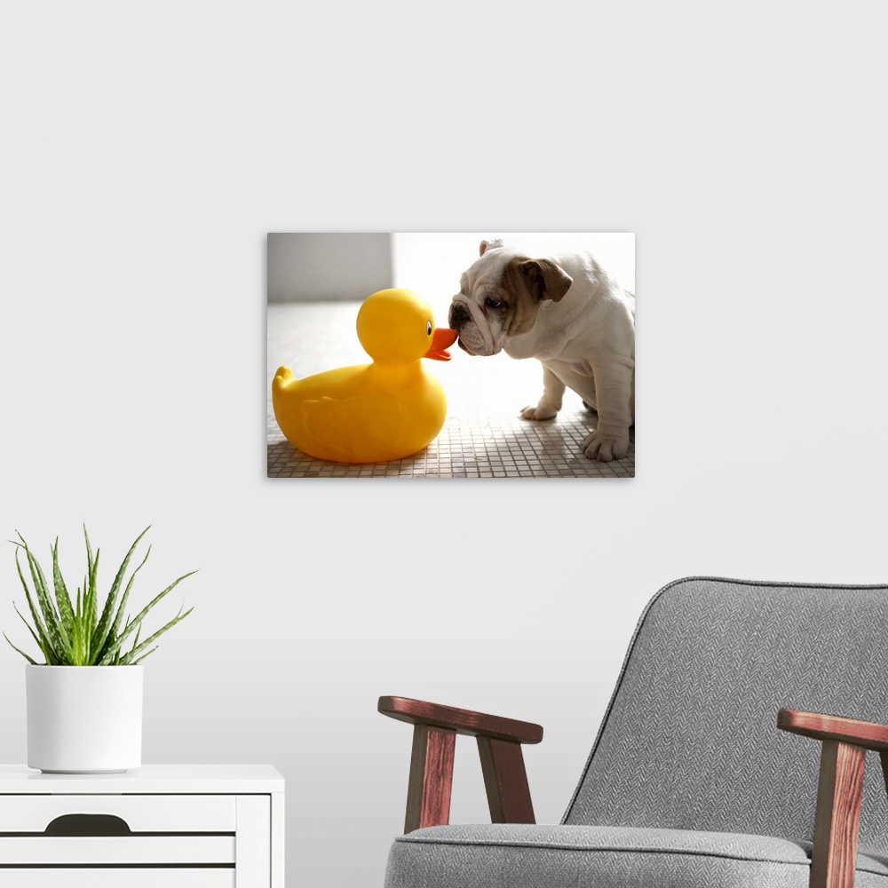 A modern room featuring Dog with plastic duck