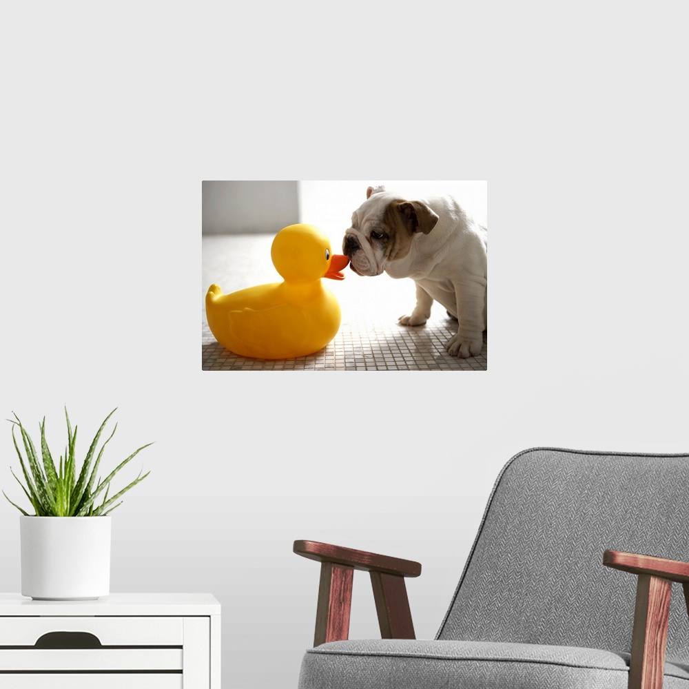 A modern room featuring Dog with plastic duck
