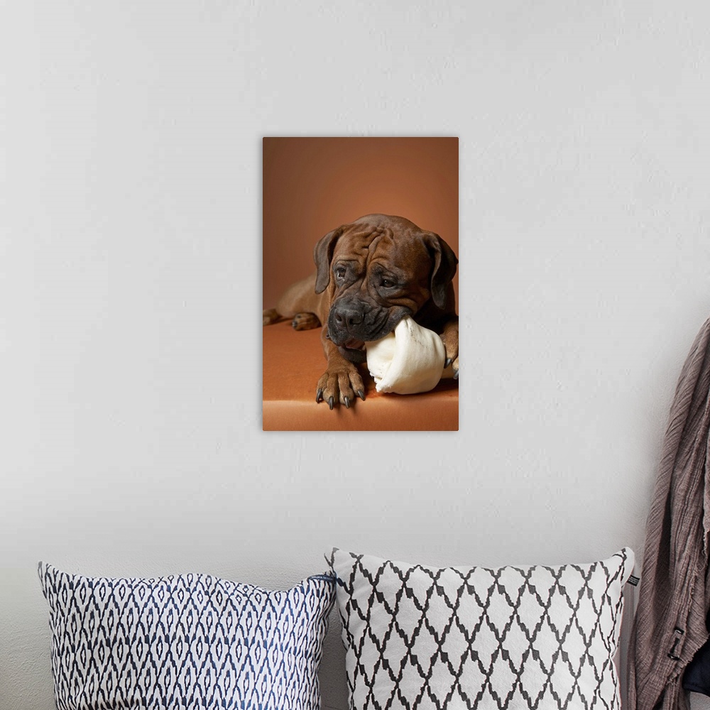 A bohemian room featuring Dog with rubber bone