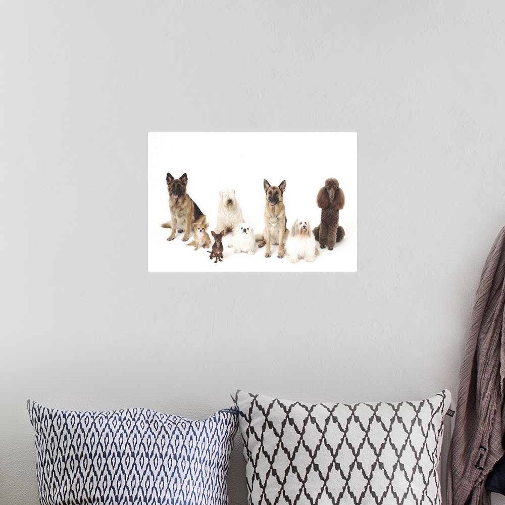 A bohemian room featuring Dogs in all sizes