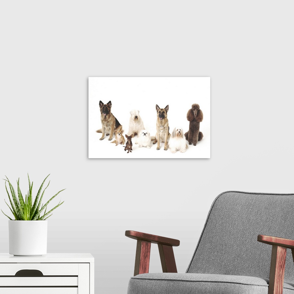 A modern room featuring Dogs in all sizes