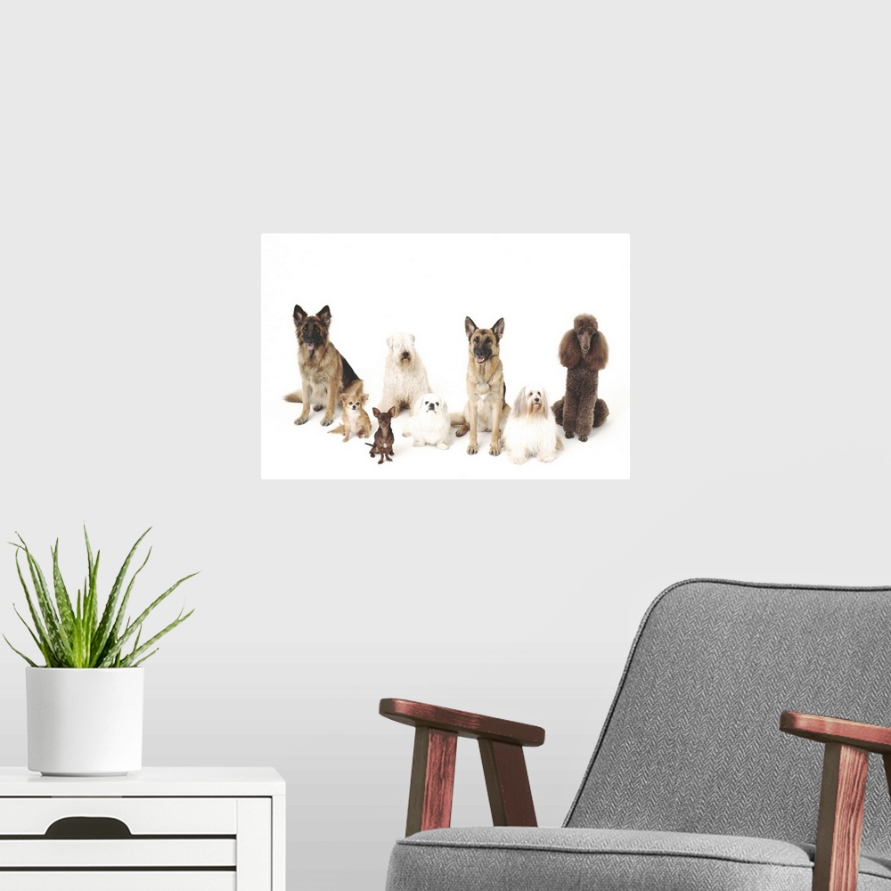 A modern room featuring Dogs in all sizes