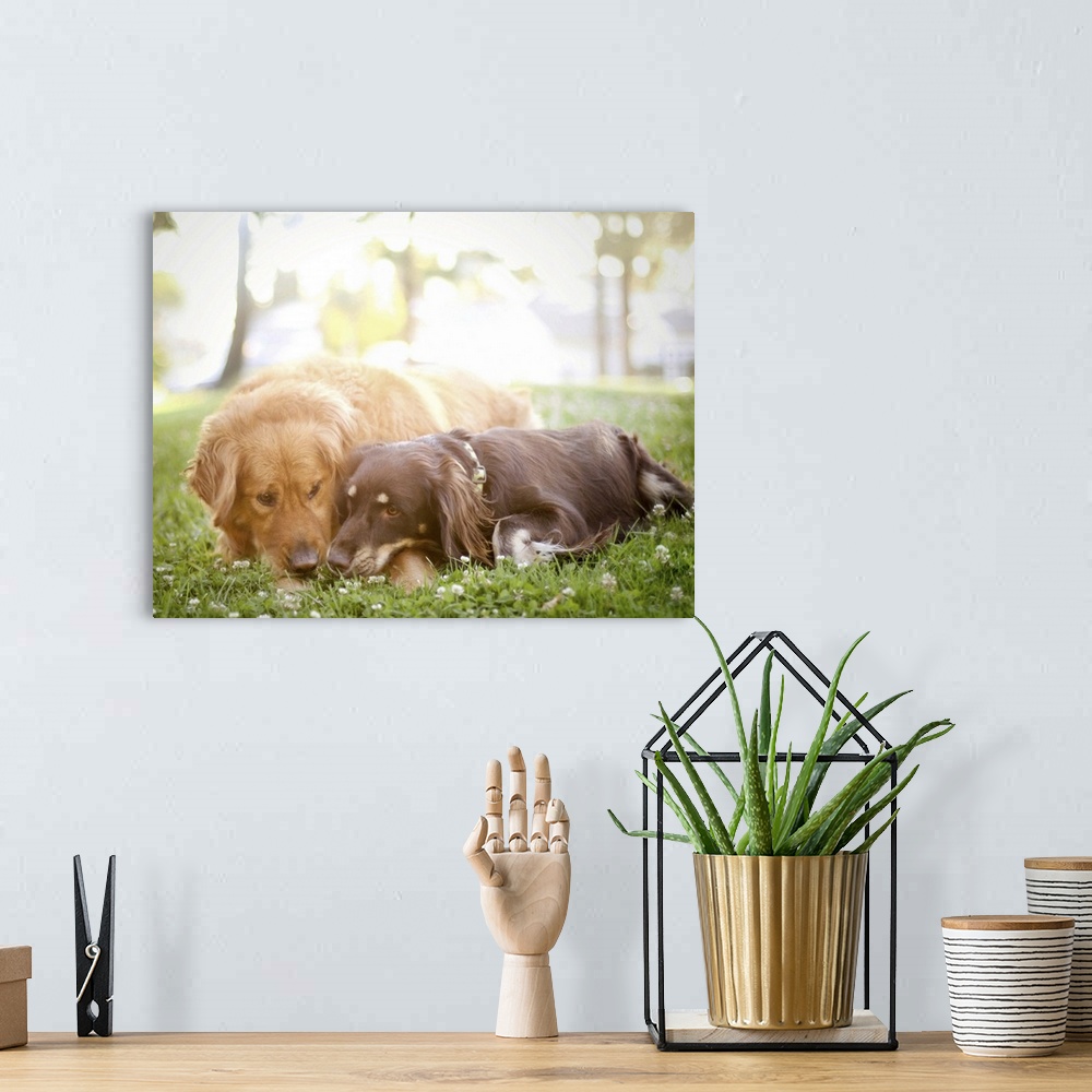 A bohemian room featuring Dogs snuggling on grass.