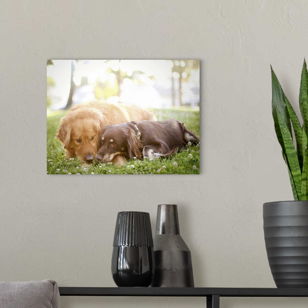 A modern room featuring Dogs snuggling on grass.