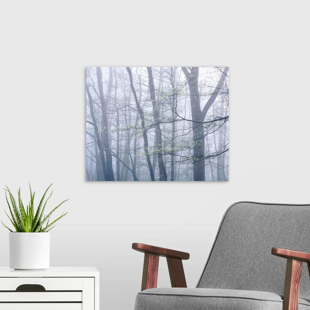 A modern room featuring Dogwood Trees In Great Smoky Mountains National Park