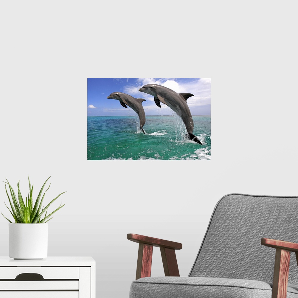A modern room featuring Delfin,Delphin,Grosser Tuemmler,Tursiops truncatus,Roatan Honduras,Karibik,Mittelamerika,Lateinam...