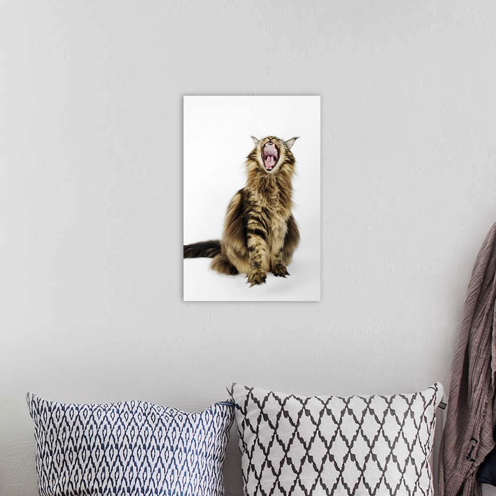 A bohemian room featuring Domestic cat. Brown Classic Main Coon Tabby. Studio shot against white background.