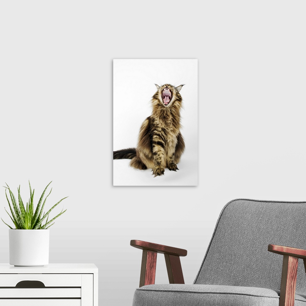 A modern room featuring Domestic cat. Brown Classic Main Coon Tabby. Studio shot against white background.