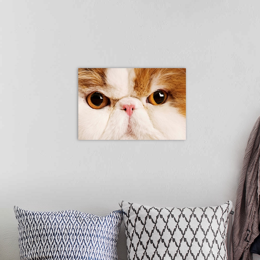 A bohemian room featuring Domestic cat. Calico Harlequin Persian. Close up of face.