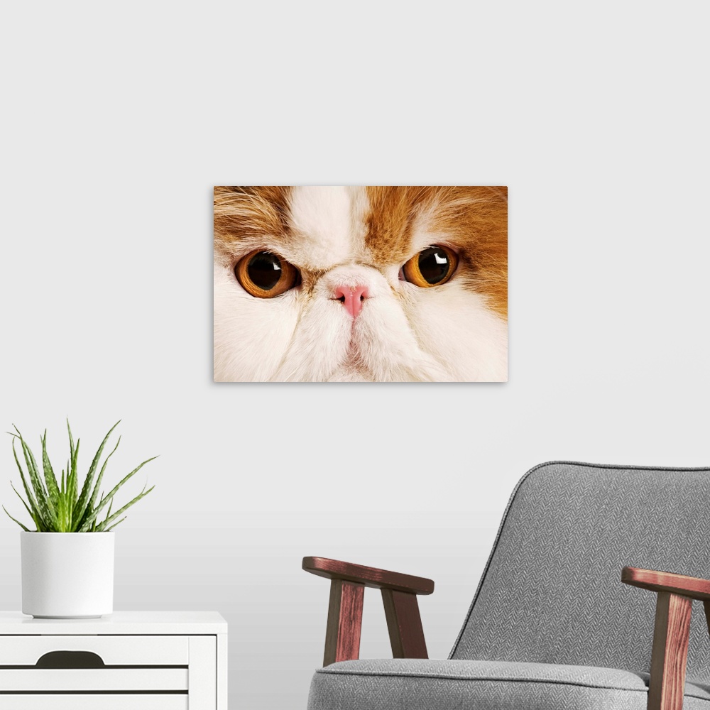A modern room featuring Domestic cat. Calico Harlequin Persian. Close up of face.