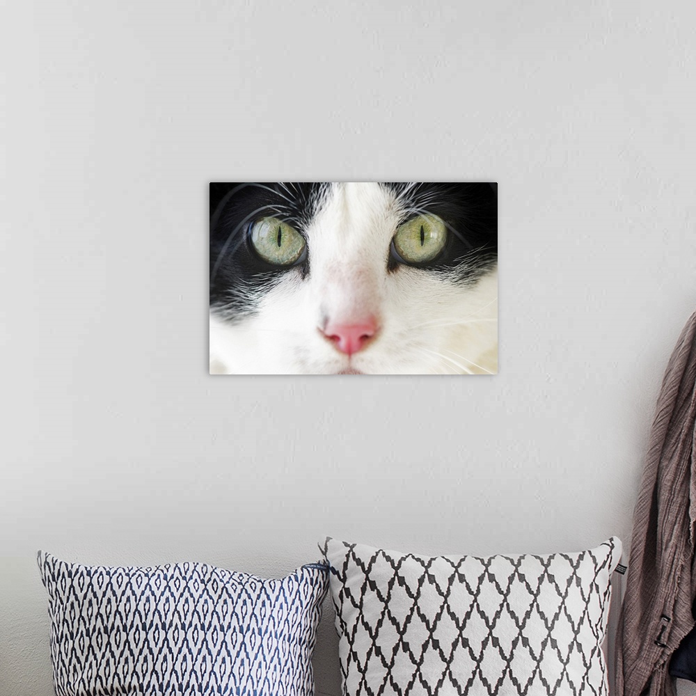 A bohemian room featuring Domestic cat portrait