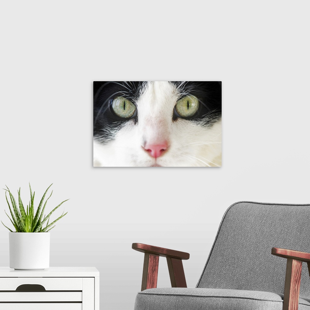 A modern room featuring Domestic cat portrait