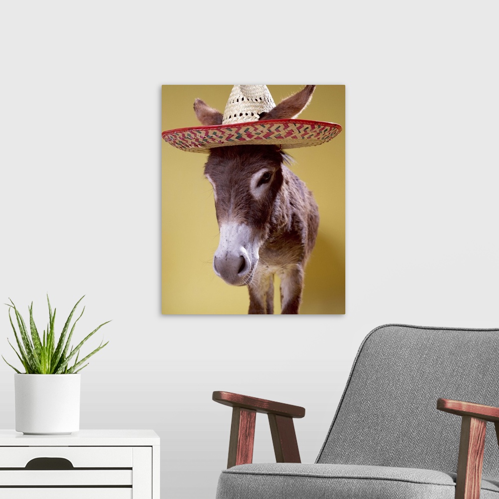 A modern room featuring Donkey (Equus hemonius) wearing straw hat