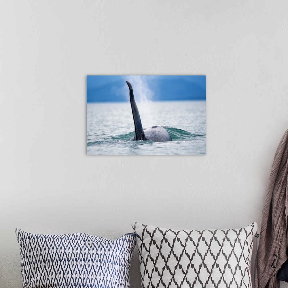 A bohemian room featuring Dorsal fin of an adult male Orca Whale (Orcinus orca) swimming in Frederick Sound, Tongass Nation...