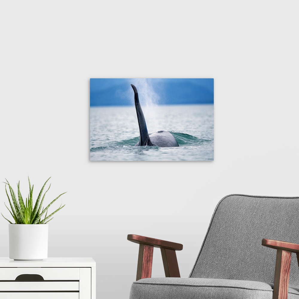 A modern room featuring Dorsal fin of an adult male Orca Whale (Orcinus orca) swimming in Frederick Sound, Tongass Nation...