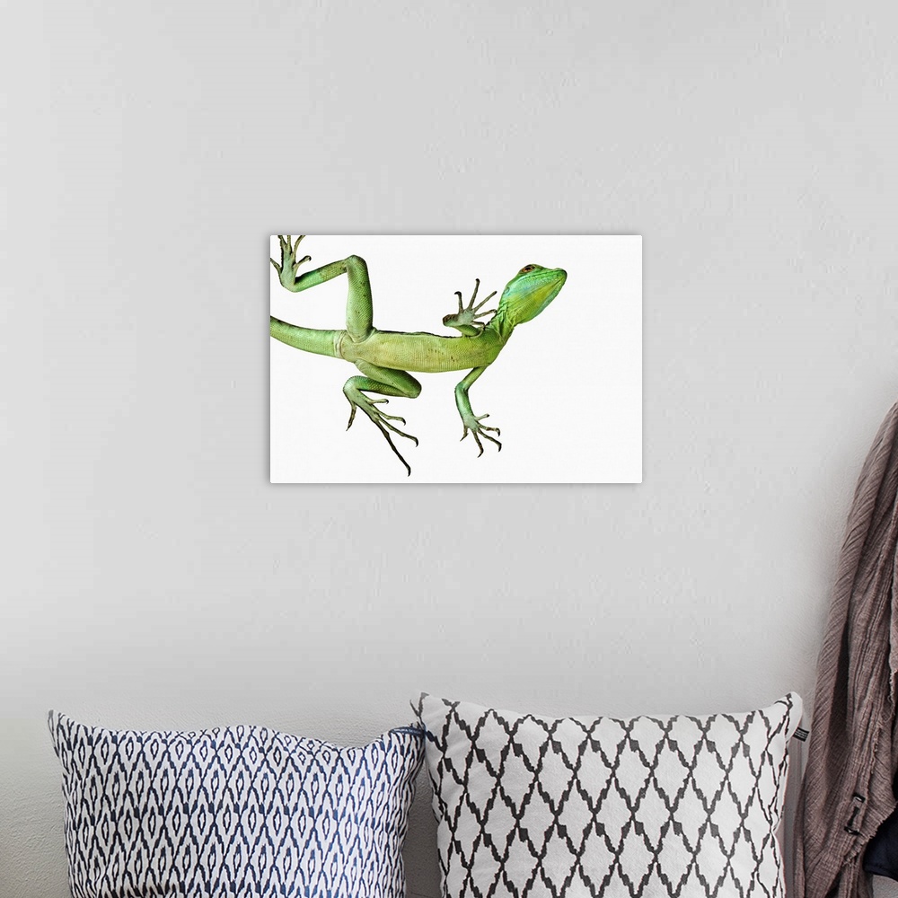 A bohemian room featuring The double-crested, or green crested, basilisk of Central America (Basiliscus plumifrons) uses it...