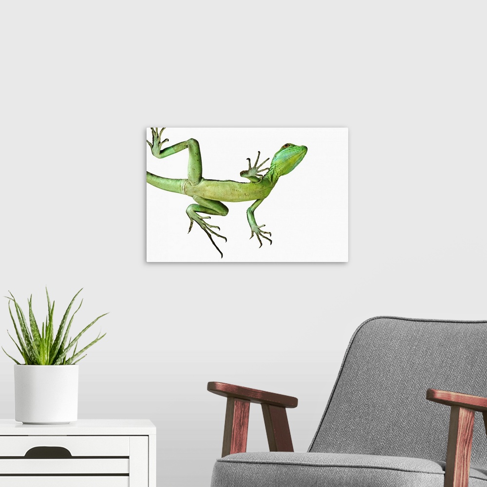 A modern room featuring The double-crested, or green crested, basilisk of Central America (Basiliscus plumifrons) uses it...