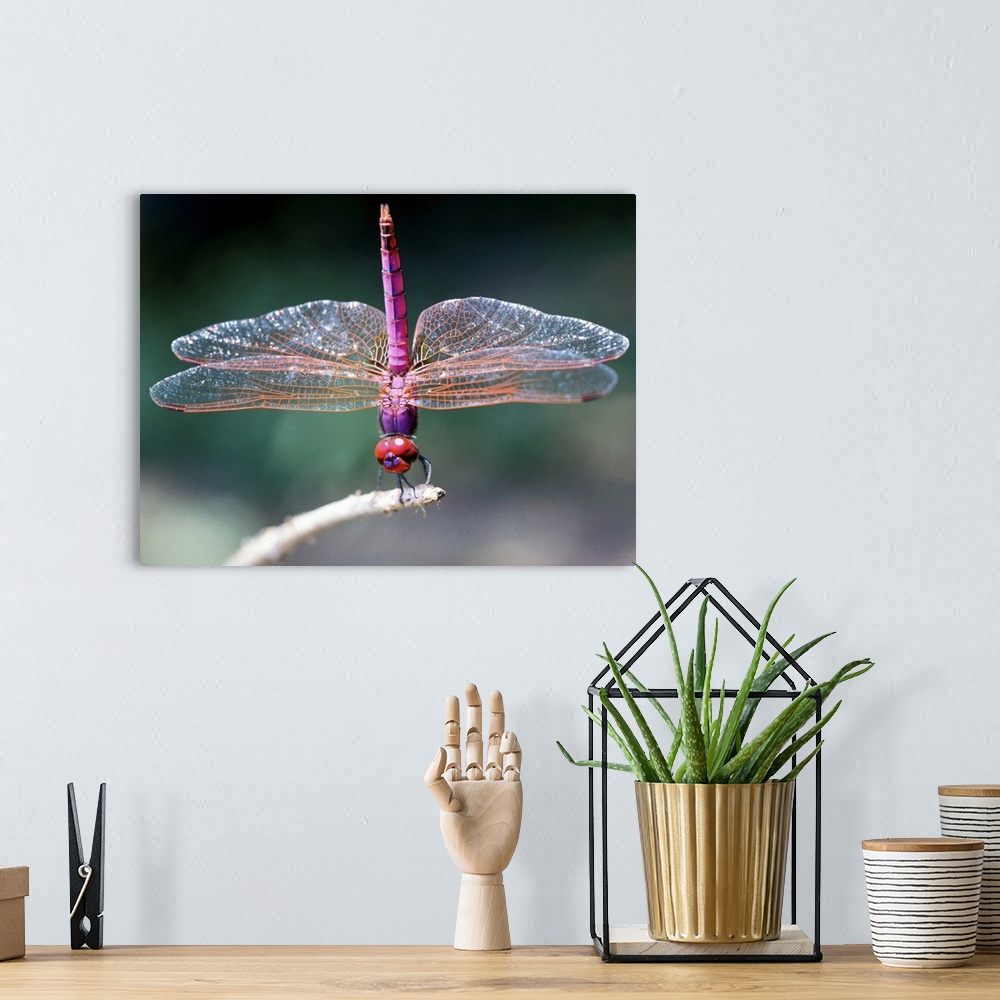 A bohemian room featuring Dragonfly