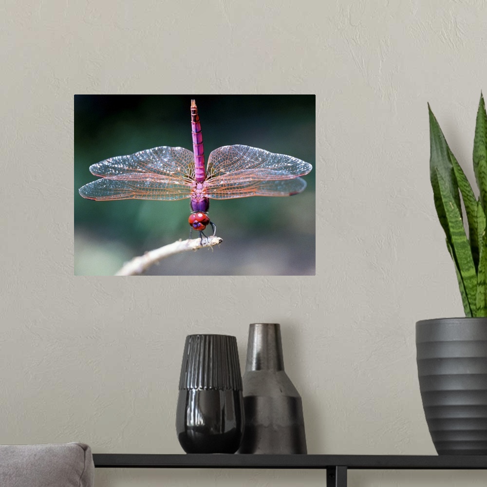 A modern room featuring Dragonfly