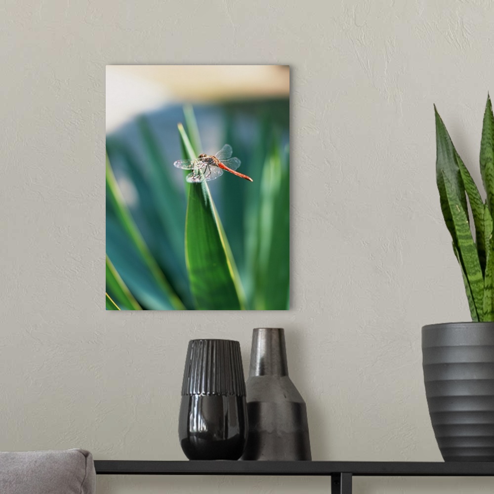 A modern room featuring Dragonfly